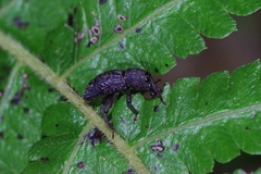 Euthycus inaequalicollis