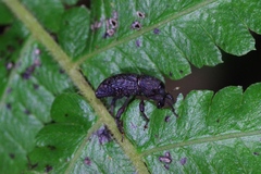 Euthycus inaequalicollis