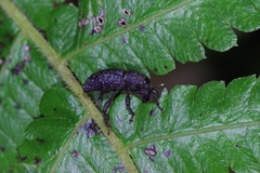 Euthycus inaequalicollis