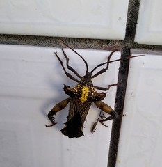 Acocopus verrucifer