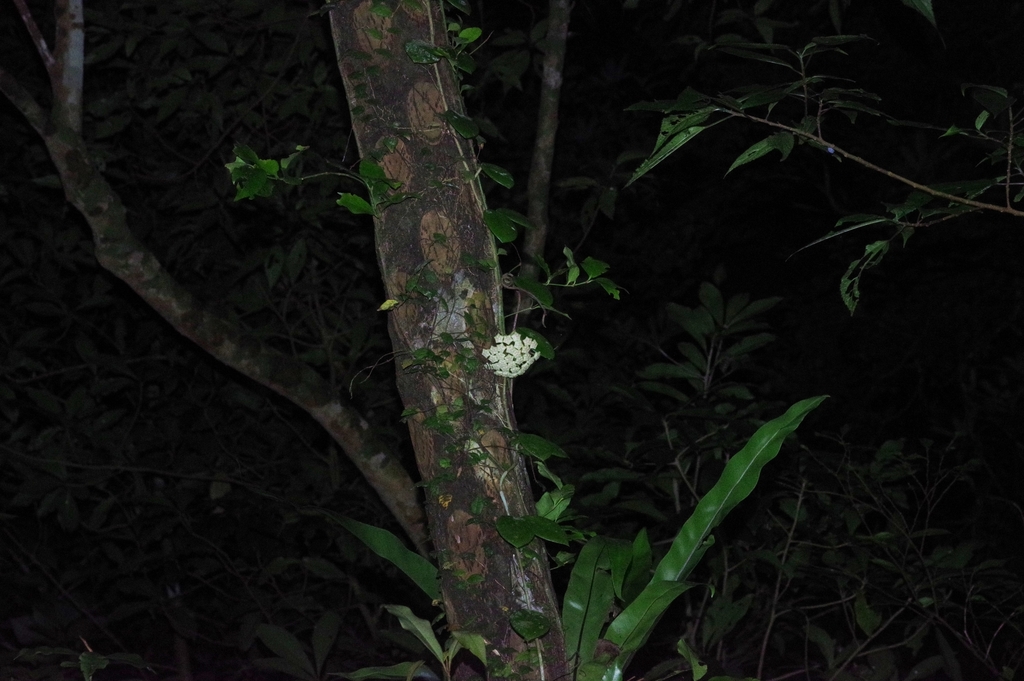 wax plant