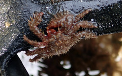 Hapalogastridae
