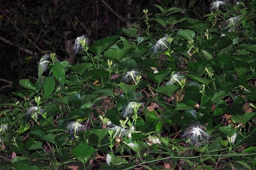 Trichosanthes miyagii iNat (2)