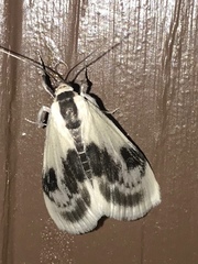 Cliniodes ostreonalis