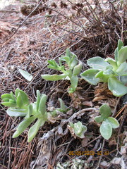 Sedum ebracteatum