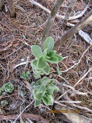 Sedum ebracteatum