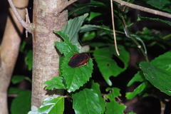 Rhabdoblatta guttigera