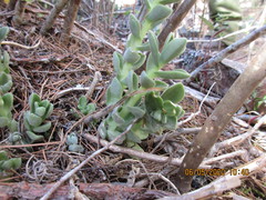 Sedum ebracteatum