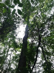 Pterocarpus acapulcensis