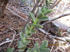 Sedum ebracteatum