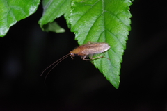 Megamareta pallidiola