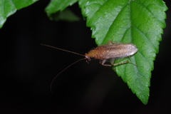 Megamareta pallidiola