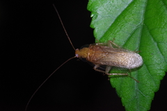 Megamareta pallidiola