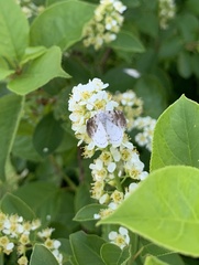 Lomographa semiclarata