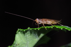 Megamareta pallidiola