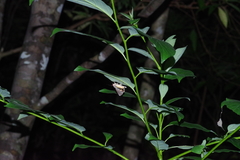 Hypocala deflorata