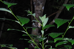Hypocala deflorata