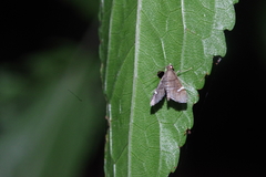 Diathrausta profundalis
