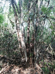 Calycophyllum candidissimum