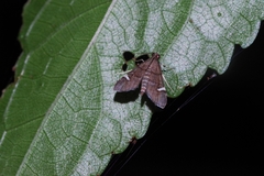Diathrausta profundalis