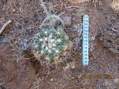 Coryphantha cornifera