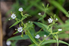Pseudostellaria