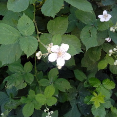 Rubus