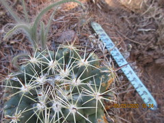Coryphantha cornifera