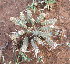 Anthacanthae