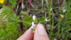 Sisyrinchium septentrionale