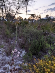 Asclepias cinerea