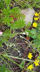 Sisyrinchium septentrionale