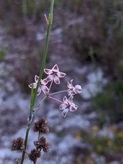 Asclepias cinerea