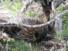 Tachyglossus aculeatus acanthion