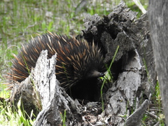 Tachyglossus aculeatus acanthion