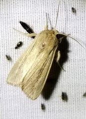 Mythimna oxygala