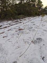 Asclepias cinerea