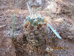 Coryphantha cornifera