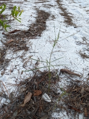 Asclepias cinerea