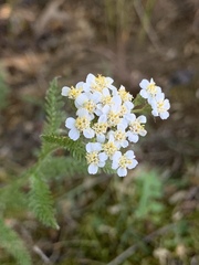 Achillea millefolium