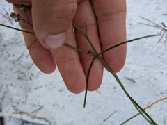 Asclepias cinerea