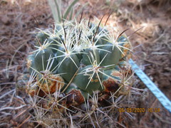 Coryphantha cornifera