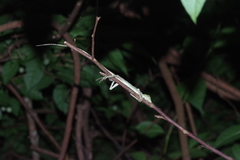 Diploderma polygonatum polygonatum