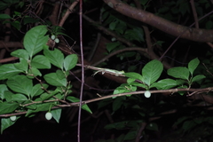 Diploderma polygonatum polygonatum
