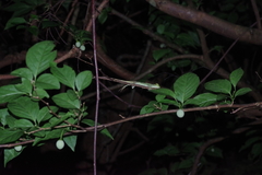 Diploderma polygonatum polygonatum