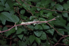 Diploderma polygonatum polygonatum