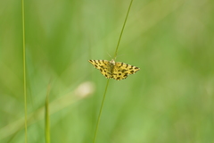 Pseudopanthera macularia