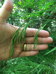 Bromus laevipes