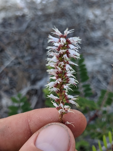 Clusterspike false indigo (Amorpha herbacea)
