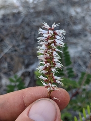 Amorpha herbacea herbacea